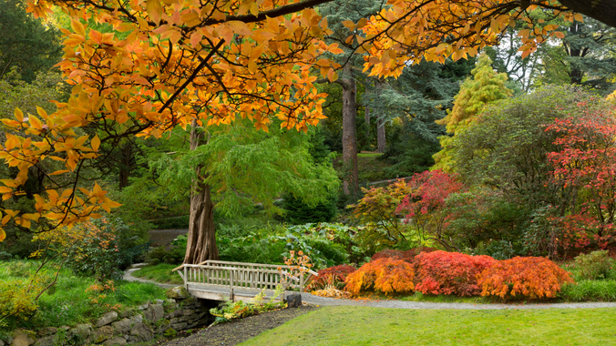 A man standing on a wooden bridge looking away from the camera at the autumn colours surrounding him.